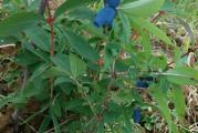 Sibirska borovnica ili lonicera kamcatika je nova vocna vrsta, bogata antioksidansima, vitaminima i gvozdjem. Grm je listopadan, plod je plave boje, izuzetne arome, dužina ploda je oko 2-3 cm dozreva rano, već pocetkom maja, pre ostalog voća na našem podneblju. Sibirska borovnica je izuzetno otporna na niske temperature do -45° C. Za razliku od američke borovnice nije zahtevna po pitanju zemljista sem močvarnog sve joj odgovara.Nije samoplodna pa je potrebno minimum 3 biljke, optimalno 5 različitih sorti zbog unakrsnog oprašivanja 
Sorte su- Wojtek, Zojka, Rebeka, Tola, Jolanta. Kontejnirane sadnice se mogu saditi preko cele godine.