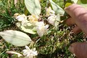Lonicera fragrantisima, zimski jasmin je žbun a moze uz odgovarajucu negu da dostigne manje drvo. Cveta belim cvetovima intenzivnog mirisa od decembra do marta i spada u medonosne biljke. Nije zahtevna po pitanju zemljista.
