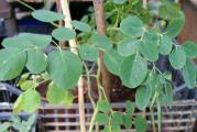 Moringa – čudesno drvo (miracle tree), raste u tropskim i subtropskim krajevimai ne podnosi temperaturu ispod 10 stepeni. Ukoliko joj se obezbedi temperatura iznad 20 stepeni tokom cele godine, nema period mirovanja. Ona voli svež vazduh tokom leta i treba je iznositi iz prostorije i obilno zalivati. Zimi se zaliva oprezno sa malim količinama vode, da se supstrat nikada potpuno ne isuši. Treba je štititi od promaje i svakodnevno orošavati, pošto joj je neophodna veoma visoka vlažnost vazduha  Prema nekim istraživanjima moringa se sve češće naziva najhranjivijom biljkom na svetu. Sadrži više od 90 nutritivnih sastojaka, i 45 antioksidansa.