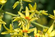 Koelreuteria paniculata, lampion drvo spada u medonosno drveće cveta od juna do avgusta posle formira lampione koji ostaju i preko zime i deluju vrlo dekorativno, dosta se koristi u pejzažnoj arhitekturi, mada je zadnjih godina više zastupljena u pčelarstvu. 