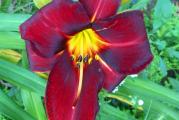 Botanički naziv: Hemerocallis 

Isporučuje se kao: 1 sadnica

Opis: Crveni prelep hemerocalis sa žuto zelenkastim grlom. Veličina cveta 15cm.  Visina 55cm.

Životni vek: višegodišnja biljka