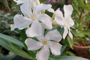 1 sadnica

Egzotični oleander voli sunčane položaje i uvek vode u tacni.

Oleandri

Oleander (Nerium Oleander) je lep cvetajući grm koji cveta skoro celo leto, od juna do septembra. često je gajena biljka zbog svojih prelepih, raznobojnih cvetova u obliku zvezde koji mogu biti jednostruki i višestruki. Neke vrste su mirisne. Svi delovi biljke su otrovni ako se unesu u organizam pa treba pažljivo rukovati biljkama i nositi rukavice. Veoma je otporna biljka koja podnosi toplotu i direktno sunce, gradska zagađenja, suv i slan vazduh i slab mraz. Gaji se u zonama od 8-11. Dobro raste u neutralnom zemljištu čija je PH 6,5-7,5, čak i zemljištu koje je siromašno. Kod nas se obično gaji u kontejnerima radi lakše zimske zaštite. Korisno ga je prihranjivati ako raste u kontejnerima na svakih 4-6 nedelja ili u proleće i jesen balansiranim đubrivom. Zdravlje biljaka se održava prskanjem insekticidima i fungicidima. Niže vrste dostižu visinu od 90-150cm, a vislje od 250-350cm. Slabe i oštećene grane se odstranjuju, a oblikovanje biljaka vrši se orezivanjem 1/3 najviših grana i 1/4 ostalih grana. Orezivanje treba izvršiti na kraju leta da bi novi izdanci sazreli i uspešno prezimeli. Svakako jedna od najlepših biljaka koja unosi duh mediterana.