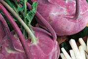Rana sorta. Plavo ljubičaste boje, blago spljoštenog oblika, bez drvenastog dela. Nije podložna pucanju. Pogodna je za svežu upotrebu i za dugo čuvanje za potrebe industrije. Dužine vegetacije od 40-55 dana.
SETVA U ZATVORENOM PROSTORU:
Optimalni rok setve: februar-april
Dubina setve: 2 cm
SETVA NA OTVORENOM POLJU:
Optimalan rok setve: april-jul
Presađivanje na otvoreno polje: april-avgust
Razmak između redova: 30 cm
Razmak u redu: 25 cm