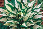 Hosta Ples na kiši - listovi čisto belog centra oivičeni plavozelenim prugama. Ako je izložena suncu centar će pozeleneti. Prija joj senka. Visina 60 cm