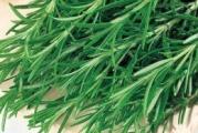 Trgovački naziv: Ruzmarin
Botanički naziv: Rosmarinus officinalis
Visina u punoj vegetaciji cm:
Životni vek: Višegodišnja biljka
Stanište: Sunčano
Opis:
Uputstvo za setvu: Seje se od februara do maja u zaštićenom prostoru. Seme se seje retko i prekriva finim slojem zemlje od 0,5 cm. Dobro se zalije i drži na temperaturi od 15-20º C. Održavati vlažnost. Sadnice se obično pojavljuju za 21-42 dana. Kad su dovoljno velike (kad otvore par pravih listova), rasadjuju se pojedinačno držeći ih  pritom za listove ne za stabljike u posude prečnika 8cm. Pre sadnje na stalno mesto na otvorenom sadnice postepeno privikavati na spoljne uslove. Kad prestane opasnost od kasnih mrazeva posaditi ih na otvoreno, na sunčanom mestu i dobro propusnoj zemlji. Razmak izmedju biljaka 45cm. Cveta od maja. Koristi se u kuhinji kao svež ili osušen.