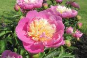 Paeonia lactiflora. Nastali ukrštanjem drvenastih i officinallis božura. Imaju zeljaste stabljike koje odumiru u jesen i krupne cvetove poput drvenastih.
Stanište: sunčano/polusenovito
Visina u punoj vegetaciji 80-100 cm