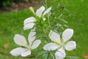 Višegodišnji baštenski hibiskus. Prezimljava na otvorenom. U jesen gubi nadzemni deo, sledeće godine krajem maja niče iz korena.
Cvetovi, čisto beli, 15-20cm, sa dugim prašnicima otvaraju se do mrazeva.

Visina u punoj vegetaciji do 200cm.