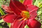 1 sadnica

Krupni svetlo crveni cvetovi sa blagim karnerima i zelenim grlom dostižu impresivnih 15 cm,. Cveta od sredine do kraja leta. Visina 80 cm. Hemerokalisima, naročito novijim vrstama koje su uglavnom tetraploidne - imaju 4 seta hromozoma treba 2-3 godine da pokažu svoju lepotu i dostignu oblik, veličinu, obojenost, intenzitet boje, resaste latice i sl. ali se isplati čekati jer su iz godine u godinu sve lepši i sa brojnijim cvetovima. 