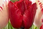 Tulip Red Ving je prelep tulipan sa resama koji daje cvetove blistave crvene boje, svaki ukrašen crnom bazom i stiče se utisak da svetle kad ih obasja sunce. Red Ving je privlačna lala savršena za baštu. Ima prelepo crno srce koje se otkriva kada se lala otvori.

Grupa Crispa/Fringed lala

Kasnocvetajuće lale poznata kao Crispa ili Fringed sada imaju svoju grupu i veoma su tražene zbog lepote cvetova koji na vrhu imaju rese. Treba znati da su nastale kao mutanti drugih grupa lala, da će visina (35-75cm) i period cvetanja varirati. Jedino zajedničko ovim lalama su veoma fine urezane latice. Cvetaju sredinom kasnog proleća i donose eleganciju u baštu.

Odlična za rezani cvet.

Isporučuje se kao: lukovica

Mesto sadnje: sunčano/polusenovito

Održavanje: lako

Potreba za vodom: prosečna

Visina u punoj vegetaciji: 45cm

Širina u punoj vegetaciji: 10cm

Dubina sadnje: 15-17cm

Razmak sadnje: 10cm

Vreme cvetanja: maj

Rezani cvet: da

Optimalno vreme sadnje: od septembra do novembra-decembra (dok zemlja ne smrzne)

Životni vek: višegodišnja
