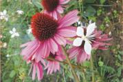 Botanički naziv: Echinacea purpurea

Isporučuje se kao: 1 sadnica

Opis: Lekovita svojstva ove biljke su odavno poznata i koriste se u medicini. Cveta u periodu kada malo biljaka cveta.

Stanište: sunčano

Visina u punoj vegetaciji: 70-100cm

Vreme cvetanja: od leta do jeseni

Životni vek: višegodišnja biljka