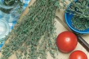 Trgovački naziv: Timijan – Majčina dušica
Botanički naziv: Thymus vulgaris
Visina u punoj vegetaciji cm: 30 cm
Životni vek: Višegodišnja biljka
Stanište: Sunčano
Opis:
Uputstvo za setvu: Seme se seje u negrejanom prostoru, može se sejati u jesen u stakleniku. Održavati vlažnost. Klijanje može biti sporadično pa biljke koje su iznikle treba rasaditi pojedinačno u posude prečnika 8cm. Na stalno mesto na otvorenom rasaditi na 30-40 cm razmaka kad prestane opasnost od kasnih mrazeva, na sunčanom mestu i dobro propusnoj zemlji. Najbolje je prve zime ostaviti sadnice u stakleniku. Za masovniju sadnju može se sejati i direktno na otvoreno. Može se razmnožavati i reznicama mladih, poluzrelih izdanaka dužine 5-8 cm.