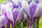 Jedna od najpopularnijih vrsta, Crocus vernus (grandiflora), sa mnogo većim cvetovima od drugih vrsta krokusa, rado se masovno gaji u baštama zbog svojih krupnih, raznojnih, veoma lepih cvetova. Zbog veličine cveta podsećaju na lale i već krajem februara i tokom marta cvetaju tokom 3 nedelje.