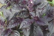 Količina semenki u pakovanju: 0,5 grama (oko 270-300 sem)
Trgovački naziv: Bosiljak italiano
Botanički naziv: Ocimum basilicum
Visina u punoj vegetaciji cm: 60-90 cm
Životni vek: Jednogodišnja biljka
Stanište: Sunčano
Opis:
Uputstvo za setvu: Seje se tokom cele godine u zaštićenom prostoru, na otvorenom od marta do maja. Seme se seje u malim saksijama i prekriva finim slojem zemlje od 0,5 cm. Dobro se zalije i drži na temperaturi od 15-20ºC. Održavati vlažnost. Sadnice se obično pojavljuju za 7-14 dana. Dalje se gaje na nešto nižoj temperaturi od temperature klijanja. Pre sadnje na stalno mesto na otvorenom sadnice postepeno privikavati na spoljne uslove. Kad prestane opasnost od kasnih mrazeva posaditi ih na otvoreno, na sunčanom mestu i dobro propusnoj zemlji. Razmak izmedju biljaka 20 cm. Može se koristiti u svežem stanju-brati neposredno pre upotrebe ili osušen. Treba ga sejati u vremenskim razmacima od 2-3 sedmice radi kontinuiranog branja.
