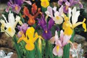 Proizvod je hibridizacije koju su sproveli holandski stručnjaci pa otud i naziv holandska perunika (Dutch Iris). Visok i vitak iris koji se odlikuje čvrstim stabljikama i cvetovima veličine 10 cm što ga čini veoma pogodnim za rezani cvet. Ima široku paletu boja uključujući i dvobojne cvetove. Spektakularan kada se sadi u grupama od po 20 i više lukovica.