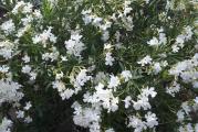 1 sadnica Oleander Album maximum
Jednostavni beli krupni cvetovi. Snažan rast.
Egzotični oleander voli sunčane položaje i uvek vode u tacni.
Oleander (Nerium Oleander) je lep cvetajući grm koji cveta skoro celo leto, od juna do septembra. često je gajena biljka zbog svojih prelepih, raznobojnih cvetova u obliku zvezde koji mogu biti jednostruki i višestruki. Neke vrste su mirisne. Svi delovi biljke su otrovni ako se unesu u organizam pa treba pažljivo rukovati biljkama i nositi rukavice. Veoma je otporna biljka koja podnosi toplotu i direktno sunce, gradska zagađenja, suv i slan vazduh i slab mraz. Gaji se u zonama od 8-11. Dobro raste u neutralnom zemljištu čija je PH 6,5-7,5, čak i zemljištu koje je siromašno. Kod nas se obično gaji u kontejnerima radi lakše zimske zaštite. Korisno ga je prihranjivati ako raste u kontejnerima na svakih 4-6 nedelja ili u proleće i jesen balansiranim đubrivom. Zdravlje biljaka se održava prskanjem insekticidima i fungicidima. Niže vrste dostižu visinu od 90-150cm, a vislje od 250-350cm. Slabe i oštećene grane se odstranjuju, a oblikovanje biljaka vrši se orezivanjem 1/3 najviših grana i 1/4 ostalih grana. Orezivanje treba izvršiti na kraju leta da bi novi izdanci sazreli i uspešno prezimeli. Svakako jedna od najlepših biljaka koja unosi duh mediterana.