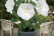 1 sadnica

Stanište: sunčano

Čisto beli hibiskus prelepih cvetova impresivno velikih. Cveta od jula do septembra. Kao i ostale vrste iz korena niče tek krajem aprila.

Visina u punoj vegetaciji120-200cm.