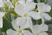 Beli oleander krupnih cvetova. Sadnica visine 40-50cm
