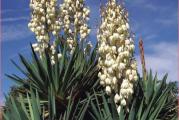 Botanički naziv: Yucca recurvifolia

Isporučuje se kao: 1 sadnica

Opis: Cvetovi beli, mirisni, zvonasti, na jakim stabljikama. Listovi čvrsti, optri, pravilno rasporedjeni. Cvetovi se mogu rezati.

Stanište: sunčano ili polusenovito

Visina u punoj vegetaciji: 100-150cm

Vreme cvetanja: leti 

Životni vek: višegodišnja biljka