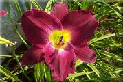 Botanički naziv: Hemerocallis 

Isporučuje se kao: 1 sadnica

Opis: 

Visoko rangiran i popularan. Veličina cveta 15-18cm. Prekretnica u hibridizaciji i dostignuću boje. 
Tamno ljubičast cvet, malo limun žuto grlo i ljubičasti prašnici. Visina 70cm.

Životni vek: višegodišnja biljka