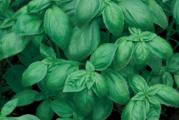 Trgovački naziv: Bosiljak italiano
Botanički naziv: Ocimum basilicum
Visina u punoj vegetaciji cm: 60-90 cm
Životni vek: Jednogodišnja biljka
Stanište: Sunčano