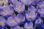 Jedna od najpopularnijih vrsta, Crocus vernus (grandiflora), sa mnogo većim cvetovima od drugih vrsta krokusa, rado se masovno gaji u baštama zbog svojih krupnih, raznojnih, veoma lepih cvetova. Zbog veličine cveta podsećaju na lale i već krajem februara i tokom marta cvetaju tokom 3 nedelje.