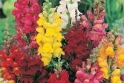 Trgovački naziv: Zevalica  mix
Botanički naziv: Antirrhinum majus
Visina u punoj vegetaciji cm: 70 cm
Životni vek: Jednogodišnja biljka
Stanište: Sunčano
Opis:
Uputstvo za setvu: Seje se od januara do marta u zaštićenom prostoru, od aprila do maja na otvorenom. Seme se seje retko i prekriva finim slojem zemlje od 0,5 cm ili se samo dobro utisne u zemlju. Dobro se zalije i drži na temperaturi od 15-20º C. Održavati vlažnost. Sadnice se obično pojavljuju za 14-28 dana. Kad su dovoljno velike (kad otvore par pravih listova), rasadjuju se pojedinačno držeći ih  pritom za listove ne za stabljike u posude prečnika 5cm. Pre sadnje na stalno mesto na otvorenom sadnice postepeno privikavati na spoljne uslove. Kad prestane opasnost od kasnih mrazeva posaditi ih na otvoreno, na sunčanom mestu i dobro propusnoj zemlji. Razmak izmedju biljaka 20 cm. Cveta od juna do oktobra iste godine. Ukoliko se zimi unese u negrejan prostor cvetaće godinama. Odlična za rezani cvet.