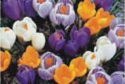 Jedna od najpopularnijih vrsta, Crocus vernus (grandiflora), sa mnogo većim cvetovima od drugih vrsta krokusa, rado se masovno gaji u baštama zbog svojih krupnih, raznojnih, veoma lepih cvetova. Zbog veličine cveta podsećaju na lale i već krajem februara i tokom marta cvetaju tokom 3 nedelje.