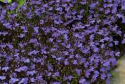 Visina u punoj vegetaciji cm: 15 cm
Životni vek: Jednogodišnja biljka
Stanište: Polusenovito
Opis:
Uputstvo za setvu: Seje se od januara do aprila u zaštićenom prostoru. Seme se seje retko i ne prekriva, samo se dobro utisne u prethodno navlažen supstrt. Prekriti staklom ili najlonom dok ne isklijaju biljčice. Držati na temperaturi od 15-20º C. Održavati vlažnost. Sadnice se obično pojavljuju za 14-21 dan. Kad su dovoljno velike (kad otvore par pravih listova), rasadjuju se pojedinačno držeći ih  pritom za listove ne za stabljike u posude prečnika 5 cm. Dalje gajiti na nešto nižoj temperaturi. Pre sadnje na stalno mesto na otvorenom sadnice postepeno privikavati na spoljne uslove. Kad prestane opasnost od kasnih mrazeva posaditi ih na otvoreno, na polusenovitom mestu u saksije ili viseće korpe. Razmak izmedju grupa biljaka 15 cm. Saditi po više biljaka u grupi. Cveta od juna do oktobra.