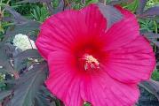 Višegodišnji baštenski hibiskusbordo listova i tamno pink cvetova, pri centru tamniji).Prezimljava na otvorenom. U jesen gubi nadzemni deo, sledeće godine krajem maja niče iz korena. Zahteva sunčano stanište.
Cvetovi tamno pink, skoro crveni, 20-25cm.

Visina u punoj vegetaciji od 150 do 250cm.