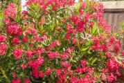 1 sadnica

Egzotični oleander voli sunčane položaje i uvek vode u tacni.

Oleandri

Oleander (Nerium Oleander) je lep cvetajući grm koji cveta skoro celo leto, od juna do septembra. često je gajena biljka zbog svojih prelepih, raznobojnih cvetova u obliku zvezde koji mogu biti jednostruki i višestruki. Neke vrste su mirisne. Svi delovi biljke su otrovni ako se unesu u organizam pa treba pažljivo rukovati biljkama i nositi rukavice. Veoma je otporna biljka koja podnosi toplotu i direktno sunce, gradska zagađenja, suv i slan vazduh i slab mraz. Gaji se u zonama od 8-11. Dobro raste u neutralnom zemljištu čija je PH 6,5-7,5, čak i zemljištu koje je siromašno. Kod nas se obično gaji u kontejnerima radi lakše zimske zaštite. Korisno ga je prihranjivati ako raste u kontejnerima na svakih 4-6 nedelja ili u proleće i jesen balansiranim đubrivom. Zdravlje biljaka se održava prskanjem insekticidima i fungicidima. Niže vrste dostižu visinu od 90-150cm, a vislje od 250-350cm. Slabe i oštećene grane se odstranjuju, a oblikovanje biljaka vrši se orezivanjem 1/3 najviših grana i 1/4 ostalih grana. Orezivanje treba izvršiti na kraju leta da bi novi izdanci sazreli i uspešno prezimeli. Svakako jedna od najlepših biljaka koja unosi duh mediterana.
