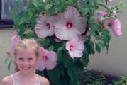 Višegodišnji baštenski hibiskus. Prezimljava na otvorenom. U jesen gubi nadzemni deo, sledeće godine krajem maja niče iz korena.
Cvetovi tamno pink, skoro crveni, 20-25cm. Stanište sunčano.

Visina u punoj vegetaciji od 150 do 250cm.