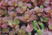 Botanički naziv: Sedum spurium coccienum

Isporučuje se kao: 1 sadnica

Opis: Sukulentni, crveni listovi ovog seduma odlično pokrivaju tlo. U jesen listovi dobijaju smedje zelenu boju. Cvetovi su roze cvasti.
Stanište: sunčano
Visina u punoj vegetaciji: 10-20cm
Vreme cvetanja: kasno leto 
Životni vek: višegodišnja biljka