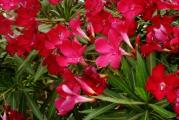 Tamno crveni oleander. 
Sadnica visine 30-40cm