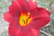 1 sadnica

Višegodišnja biljka za sunčana mesta
Izvandredna tamno crvenaboja somotske latice.
Visina 45cm. Veličina cveta 7-8cm.