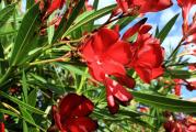 1 sadnica

Egzotični oleander voli sunčane položaje i uvek vode u tacni.

Oleandri

Oleander (Nerium Oleander) je lep cvetajući grm koji cveta skoro celo leto, od juna do septembra. često je gajena biljka zbog svojih prelepih, raznobojnih cvetova u obliku zvezde koji mogu biti jednostruki i višestruki. Neke vrste su mirisne. Svi delovi biljke su otrovni ako se unesu u organizam pa treba pažljivo rukovati biljkama i nositi rukavice. Veoma je otporna biljka koja podnosi toplotu i direktno sunce, gradska zagađenja, suv i slan vazduh i slab mraz. Gaji se u zonama od 8-11. Dobro raste u neutralnom zemljištu čija je PH 6,5-7,5, čak i zemljištu koje je siromašno. Kod nas se obično gaji u kontejnerima radi lakše zimske zaštite. Korisno ga je prihranjivati ako raste u kontejnerima na svakih 4-6 nedelja ili u proleće i jesen balansiranim đubrivom. Zdravlje biljaka se održava prskanjem insekticidima i fungicidima. Niže vrste dostižu visinu od 90-150cm, a vislje od 250-350cm. Slabe i oštećene grane se odstranjuju, a oblikovanje biljaka vrši se orezivanjem 1/3 najviših grana i 1/4 ostalih grana. Orezivanje treba izvršiti na kraju leta da bi novi izdanci sazreli i uspešno prezimeli. Svakako jedna od najlepših biljaka koja unosi duh mediterana.