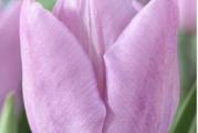 Očaravajuća lala, cveta u baršunasto nežnoj nijansi lavanda-ružičaste boje koja će  izazvati oduševljenje. Jednostavne za negu, izdržljive uprkos svom  nežnom izgledu.