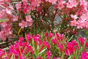 3 sadnice slučajni uzorak boja. 
Egzotični oleander voli sunčane položaje i uvek vode u tacni.
Oleander (Nerium Oleander) je lep cvetajući grm koji cveta skoro celo leto, od juna do septembra. često je gajena biljka zbog svojih prelepih, raznobojnih cvetova u obliku zvezde koji mogu biti jednostruki i višestruki. Neke vrste su mirisne. Svi delovi biljke su otrovni ako se unesu u organizam pa treba pažljivo rukovati biljkama i nositi rukavice. Veoma je otporna biljka koja podnosi toplotu i direktno sunce, gradska zagađenja, suv i slan vazduh i slab mraz. Gaji se u zonama od 8-11. Dobro raste u neutralnom zemljištu čija je PH 6,5-7,5, čak i zemljištu koje je siromašno. Kod nas se obično gaji u kontejnerima radi lakše zimske zaštite. Korisno ga je prihranjivati ako raste u kontejnerima na svakih 4-6 nedelja ili u proleće i jesen balansiranim đubrivom. Zdravlje biljaka se održava prskanjem insekticidima i fungicidima. Niže vrste dostižu visinu od 90-150cm, a vislje od 250-350cm. Slabe i oštećene grane se odstranjuju, a oblikovanje biljaka vrši se orezivanjem 1/3 najviših grana i 1/4 ostalih grana. Orezivanje treba izvršiti na kraju leta da bi novi izdanci sazreli i uspešno prezimeli. Svakako jedna od najlepših biljaka koja unosi duh mediterana.