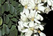 Opis: Lisce MORINGA drveta sadrzi 7x vise vitamina C od narandze,4x vise Ca od mleka,4x vise Vitamina A od sargarepe,2x vise proteina nego mleko i 3x vise K nego banana.Poreklom sa donjih padina Himalaja,svaki deo drveta je upotrebljiv.Lisce sadrzi vitamin A,B i C,Ca,Fe i protein,koristi se sveze u salatama,kuvano ili se od njega pravi prah.Prema Indijskoj Ayurvedi lisce se koristi kao prevencija 300 razlicitih bolesti.Moringa je znacajna u prevenciji i lecenju RAKA.Koristi se i kao preciscac vode jer ima antibakterijska svojstva.Brzo rastuce drvo(2-3m godisnje),uzgaja se u saksiji u stanu na svetlom mestu,koja se leti iznosi napolje.Oblikuje se orezivanjem i skracuje na zeljenu visinu.Moringa je proglasena za DRVO BUDUCNOSTI.5 krupnih svezih semenki.Klijavost skoro 100%!!!*Uz semenke dobijate i uputstvo za sejanje + poklon semenke iznenadjenja*