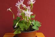 Oxalis - Ukrasna detelina (sadnica!)