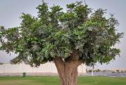 Mediteranska biljka, moze se uzgajati kao bonsai.5 semenki na prodaju.*Uz semenke dobijate i uputstvo za sejanje + poklon semenke iznenadjenja*