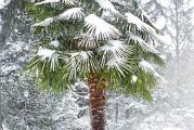 Trachycarpus fortunei zimootporna palma (sadnica)