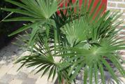 Poreklom iz Kine i Japana.Jedna od najotpornijih palmi.Palma koja podnosi temperature od -15C do -20C za starije biljke!!!Veoma otporna palma koja podnosi senku i dosta brzo napreduje.5 semenki u pakovanju.*Uz semenke dobijate i uputstvo za sejanje + poklon semenke iznenadjenja*