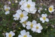 Anemone scabiosa - Anemona (seme)