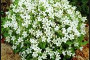 Campanula je višegodišnja biljka, bele boje cvveta. Laka za gajenje, kako u saksijama, tako i u vrtu.
U kesici ima 40 semena