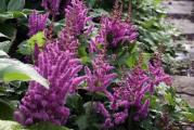 Sadnica .Ova astilbe je nizeg rasta visine oko 25 cm -30 cm ,pogodna je za pokrivanje tla koja  su zasenčena .Cveta u junu i julu ,cvetovi rozikasti sa nijansama ljubičaste boje .Listovi su niski i prizemni .Nadzemni deo se suši u jesen .Biljka je zasadjena u saksiju prečnika 13 cm .