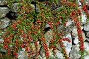 Sadnica,ova vrsta kotonastera ima poleglu ili padajucu formu,cesto se sadi kod podzida,kamenih ograda,alpinetuma,kao pokrivac tla,odlikuje ga sitan skoro okrugao zimzelen listic,cveta u maju-junu,cvet mu je beo.Posle cvetanja u jesen formira crvene bobice koje su izuzetno dekorativne.Otporan je na zagadjenje i nije podlozan bolestima,takodje moze se saditi i na sunce i u polusenku.Biljka je zasadjena u kontejner (crna kesa namenjena za sadnju biljaka.