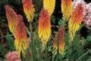 Sadnica. Veoma dekorativni cvet koji se izdvaja na visokoj dršci, žuto-narandžaste boje. Najviše mu odgovaraju sunčani položaji. Biljka je u saksiji ili tkz. kontejneru(crna kesa takođe namenjena za sadnju biljaka)
