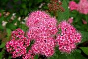 Sadnica ,Ovaj zbunic dostize visinu oko 50 cm,cvetovi su pink boje ,cveta od jula do septembra .Voli suncane pozicije i orezivanje .Biljka je zasadjena u kontejner ( crna kesa namenjena za sadnju biljaka )