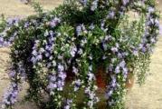 Sadnica. Maksimalna visina jeste 15 do 20 cm ima padajuću formu .Pogodan za sadnju u veće žardinjere i saksije , niz podzide ili neke površine gde se zahteva polegla forma . Pogoduju mu sunčani položaji. Cveta maj-jun. Biljke se nalaze u saksiji  prečnika 12 cm .