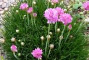 Sadnica. Odgovara joj sunce ili polusenka. Cveta od aprila do jula . Cvetovi su roze boje grupisani u loptice . Biljka je u saksiji 9x9 cm .